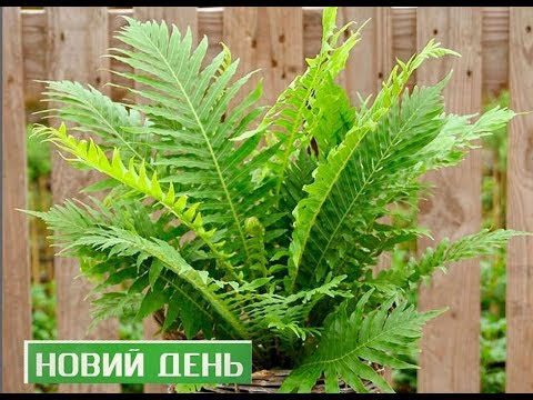 Видео: Новий день. Кімнатна папороть – екологічний інспектор