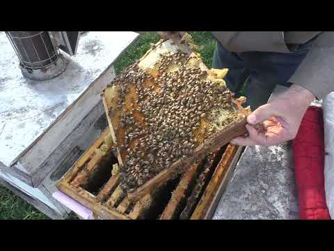 Видео: ВОЩИНА или СУШЬ чем расширять пчелиные семьи в АПРЕЛЕ.