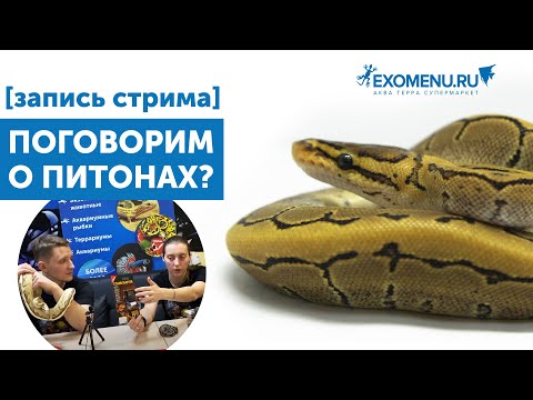 Видео: Как ухаживать за королевскими и короткохвостыми питонами? [ЗАПИСЬ СТРИМА]