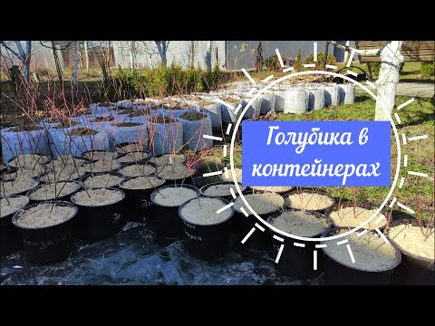 Видео: Голубика в контейнерах. Пересадка в контейнеры, горшки, тазы.