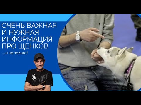 Видео: Очень важная и нужная информация про щенков и не только (щенок кусает ваши  руки или ноги?)