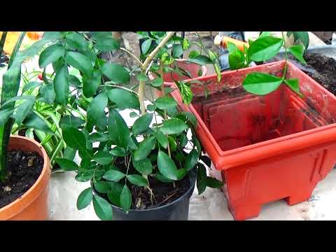 Видео: Делайте  весеннюю   пересадку  комнатных цветов - когда, зачем,  и с какими  как  это делать!