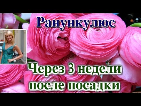 Видео: РАНУНКУЛЮС (ЛЮТИК). ЧЕРЕЗ 3 НЕДЕЛИ ПОСЛЕ ПОСАДКИ