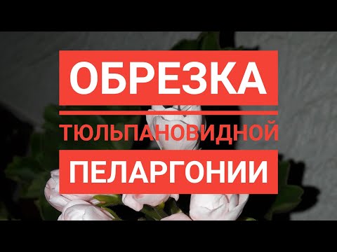 Видео: Обрезка тюльпановидной пеларгонии✂️ Формируем пеларгонию с черенка
