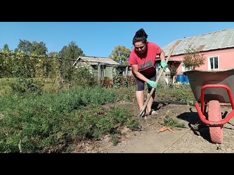 Видео: Морковь-любовь и логика избирателя.