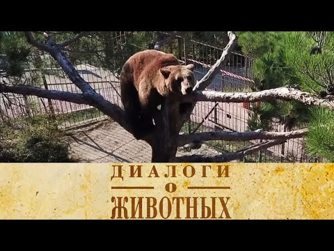 Видео: Сафари Парк в Геленджике. 4-я серия // Диалоги о животных  @SMOTRIM_KULTURA