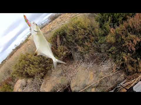 Видео: Рыбалка в Испании,ловим паламетона с берега на воблера.
