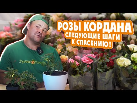 Видео: РОЗЫ КОРДАНА! следующие шаги к спасению