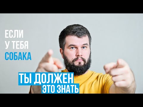 Видео: Как UA DOG борется с дезинформацией в интернете