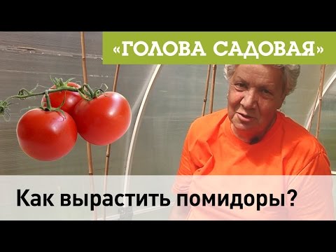 Видео: Голова садовая - Как вырастить помидоры?