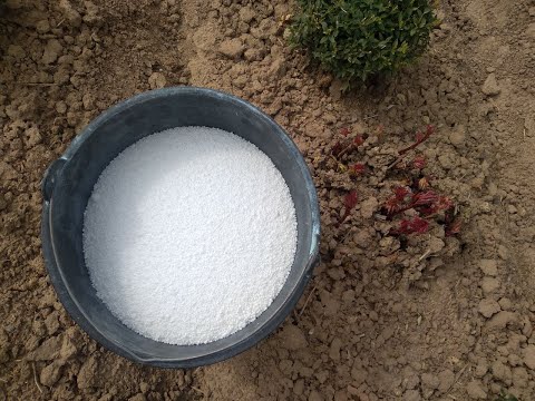 Видео: 07. Пион гулларни парваришлаш тавсиялари 18.03.2023й. Карбамид сепиш ишлари. Тел: +998 93 733 76 05.