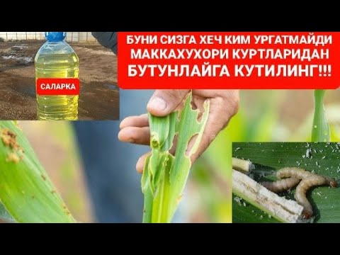 Видео: ЭНДИ МАККАЖЎХОРИ ҚУРТИДАН БУТУНЛАЙ ҚУТУЛАСИЗ !!!