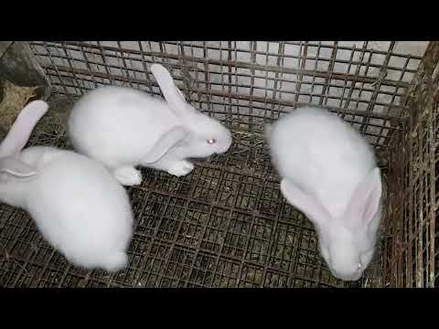 Видео: Кролики ПАНОН .. Огляд..вуличні  клітки для кроликів.. комбікорм для  кроликів..@krolyky_ternopil