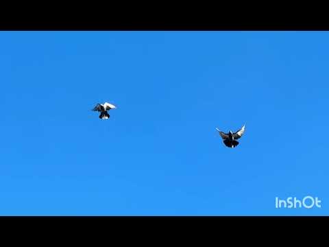 Видео: Николаевские голуби