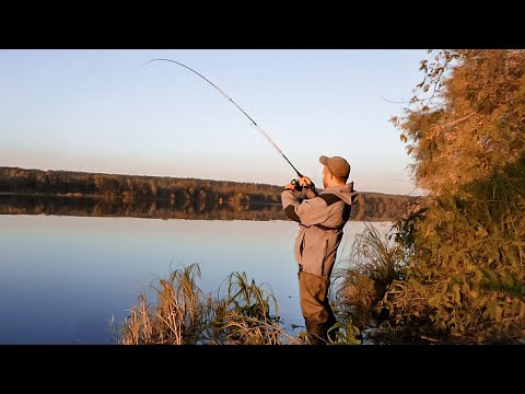 Видео: Ловля ЩУКИ на Оке осенью. Рыбалка на спиннинг с берега. Ловля щуки на джиг в Подмосковье.