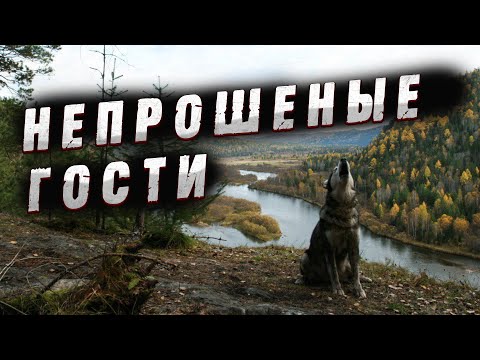 Видео: НЕПРОШЕНЫЕ ТАЕЖНЫЕ ГОСТИ! Случай в тайге!