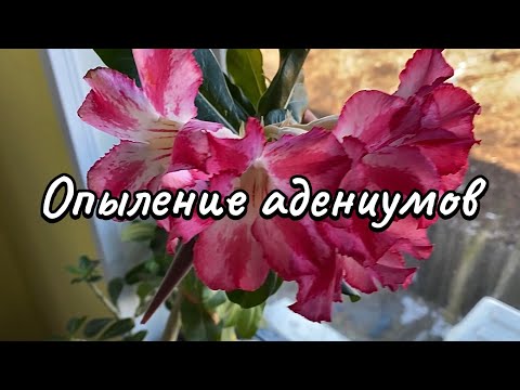 Видео: Как опылять адениум? Делюсь опытом. Опыление адениума онлайн с комментариями. 24 февраля 2024 г.