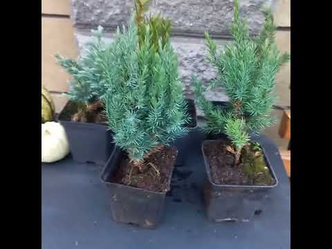 Видео: І знову розпаковка хвоюшечок.🌲🌲🌲