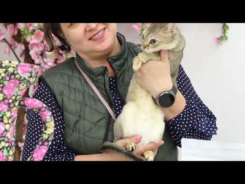 Видео: Выставка ИВАново