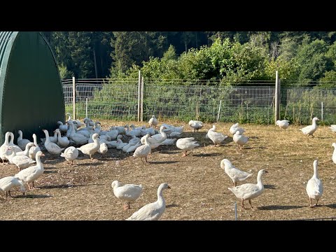 Видео: Ферма в Германии.Гуси и Утки пошли в линьку.