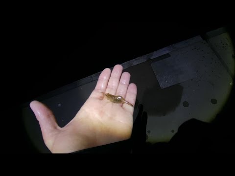 Видео: Информация от Св Влас!Няма риба но има скариди!