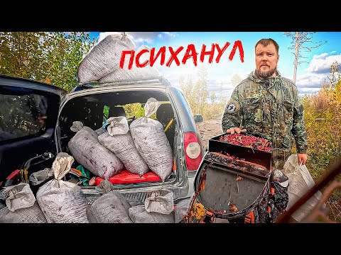 Видео: ЭТО🔥. 20 ВЁДЕР ДЕНЕГ. СБОРЩИК ЯГОД ОБАЛДЕЛ ОТ ТАКОЙ РАБОТЫ. ЯГОДНЫЙ СЕЗОН В КАРЕЛИИ. СБОР БРУСНИКИ