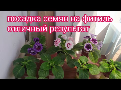Видео: ГЛОКСИНИИ ОТ СЕМЯН ДО ЦВЕТЕНИЯ,НА ФИТИЛЬНОМ ПОЛИВЕ