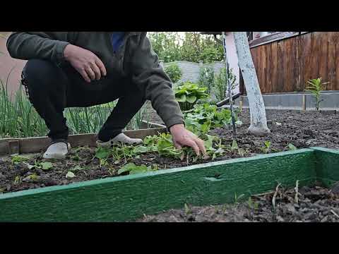 Видео: Суперова редиска!🥲😋🥲