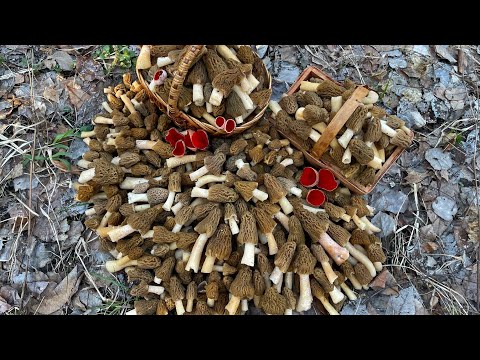 Видео: СМОРЧКОВАЯ ШАПОЧКА ПОШЛА МАССОВО! Массовый сбор сморчковых шапочек вместе с первыми сморчками сезона