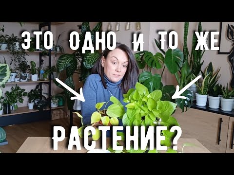 Видео: Филодендрон или Эпипремнум? 90% путают!В чём разница, помогу разобраться.