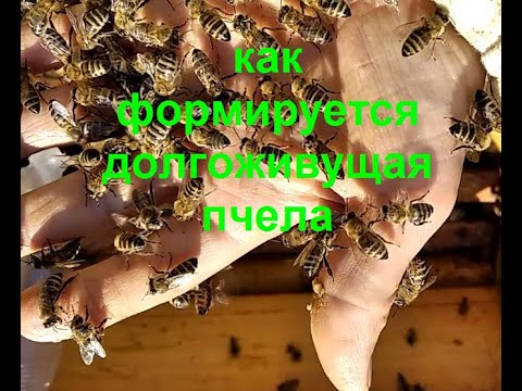 Видео: Теория формирования долгоживущей пчелы.  МИФ И ПРАКТИЧЕСКАЯ РЕАЛЬНОСТЬ!!!