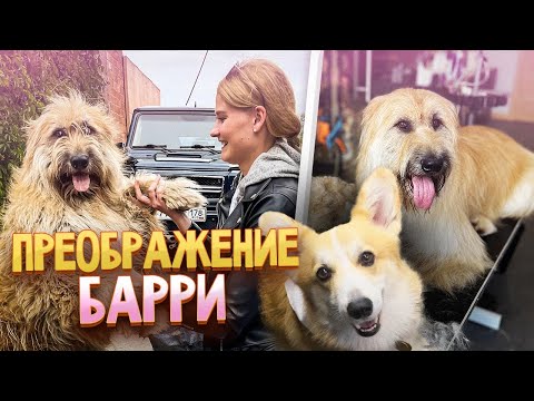 Видео: Из чубаки в собаку! Преображение бриара с корги Бентли и Анжеликой