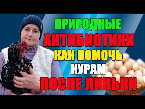 Видео: Природные антибиотики и витамины для кур. Как помочь курам после линьки.