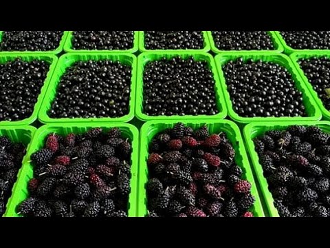 Видео: НА ЭТУ ЯГОДУ ВСЕГДА БОЛЬШОЙ СПРОС!