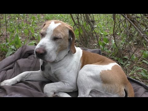 Видео: Поехал в лес по грибы! НАШЁЛ ОСЛАБЛЕННУЮ СОБАКУ В ЛЕСУ! Не знал что делать! Забрал и вернул хозяину!