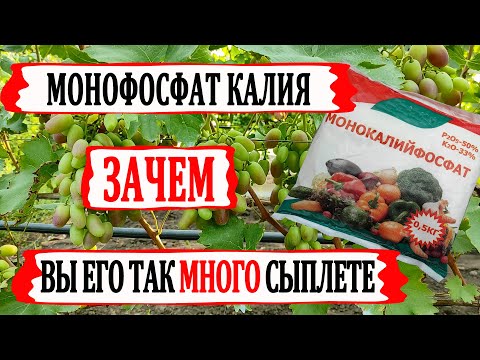 Видео: 🍇 СТОЙТЕ! Не вносите СТОЛЬКО МОНОФОСФАТА КАЛИЯ! Зачем такие ОГРОМНЫЕ ДОЗИРОВКИ? Достаточно одной...