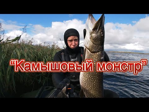 Видео: «Камышовый монстр» Фильм N 10 подводная охота сезона 2025
