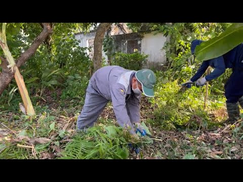 Видео: Очистите заброшенный садовый домик с заросшей травой