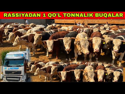 Видео: TONNA BO’LADIGON BUQALAR RASSIYADAN KELDI 1 QO’L ✅🌟🤝👍14 сентября 2025 г.