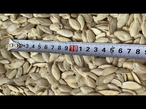 Видео: Процес вирощування гарбуза сорту «Турка»