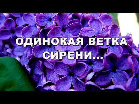 Видео: Одинокая ветка сирени!