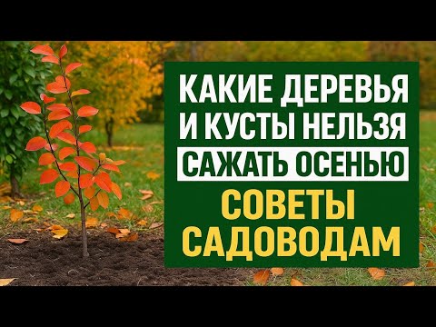 Видео: Что нельзя сажать осенью: деревья и кусты, которые не переживут зиму