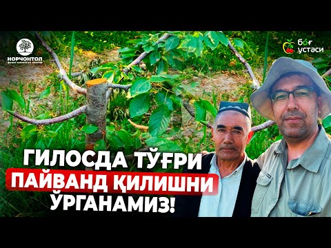 Видео: ПАЙВАНДЛАШ БЎЙИЧА ЭНГ САРА ТАВСИЯЛАР! | ШУҲРАТ АБРОРОВ #shuhratabrorov #gilos #гилос #payvand #uzum