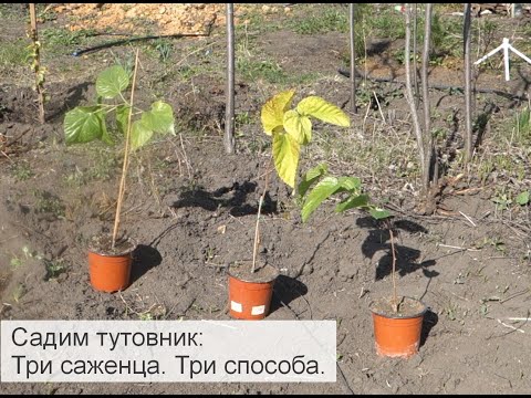 Видео: Три способа посадки саженцев шелковицы