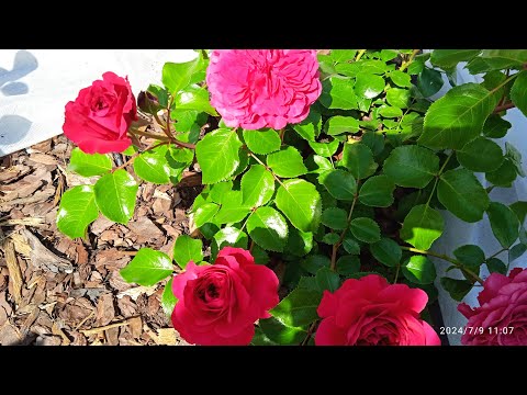 Видео: РОЗЫ - первогодки 2024.  Питомник Нью Джерси