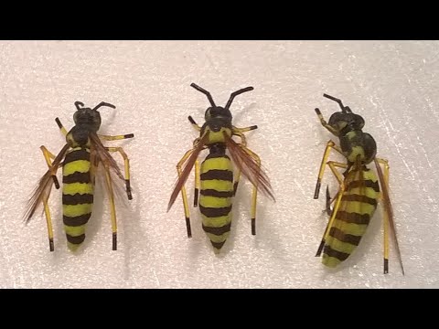 Видео: Оса сухая реалистичная мушка.