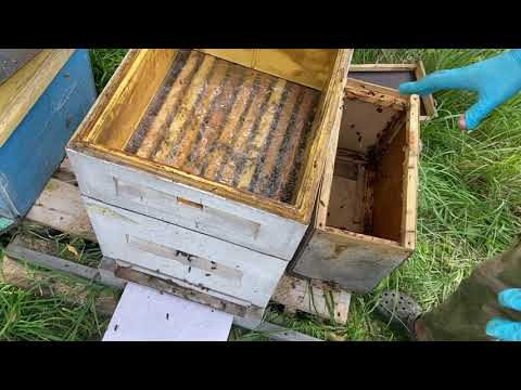 Видео: Как объединить отводки осенью без последствий…