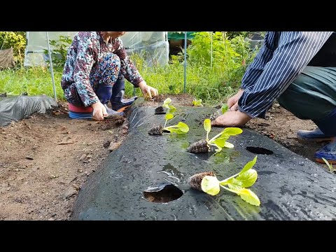 Видео: Простая корейская сельская жизнь: посадка капусты, сушка перца и приготовление чаджанмёна.