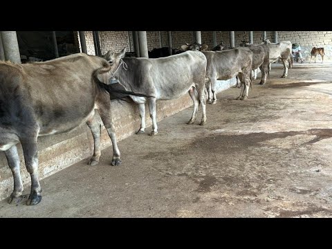 Видео: 6 САР ГОВОИ ФУРУШИ КАРПАТ ШУВАЕД НОМЕР 911217221 НАВОРИ ТОЗА 23 ОКТЯБРЯ 2025
