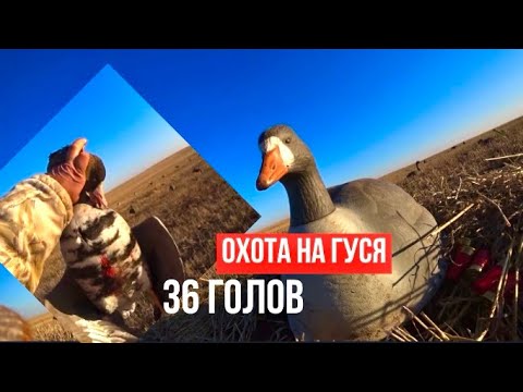 Видео: ВОТ ОНА ОХОТА!! 36 ГОЛОВ!!! ОХОТА НА ГУСЯ!! 